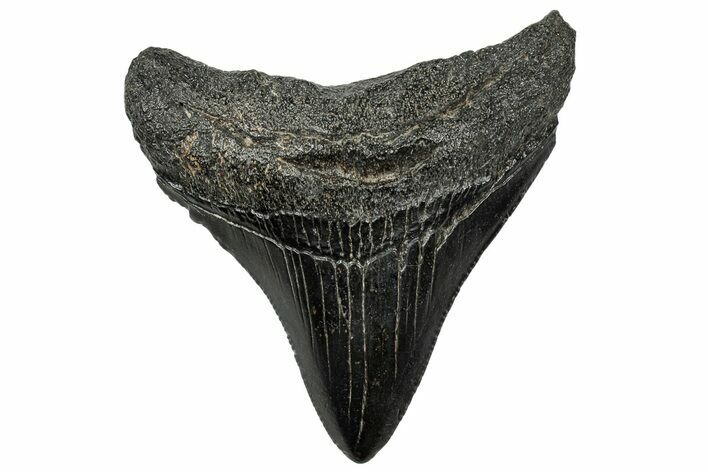 Serrated, Posterior Megalodon Tooth - North Carolina #321431